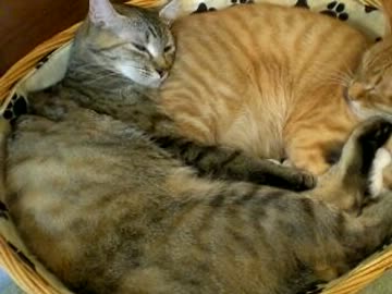 拾いねこ＠生後488/455目part1　久しぶりの匠さんオンリー回