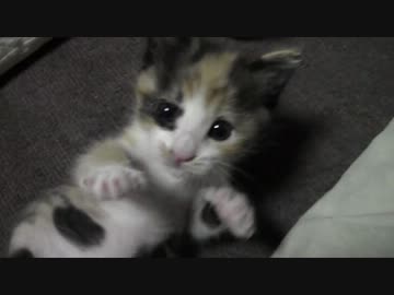 保護ネコ とら ・ 22/26日目 @ ママンとあそぶにゃ