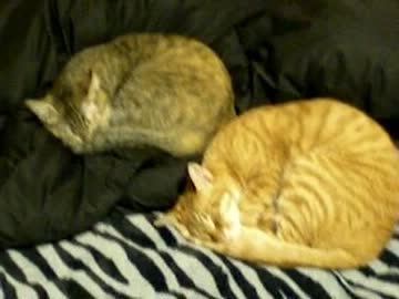 拾いねこ＠生後488/455目part2　アンモナイトっぽい