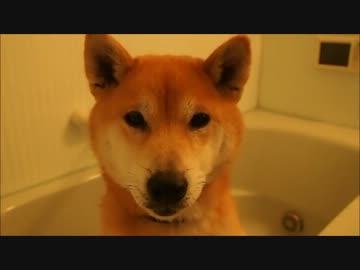 入浴が嫌いな柴犬クッキーさんの入浴