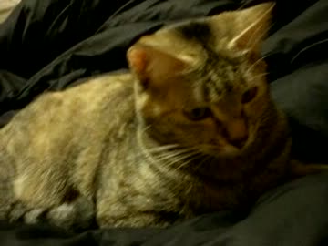 拾いねこ＠生後489/456目　うむ、行動するときはきちんと確認してからだ！