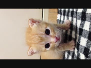 拾いねこ＠生後489/456目特別編　生後1ヶ月未満のアコさま