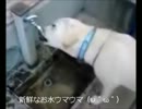 お水うまうま・・・うまーーーい！！！