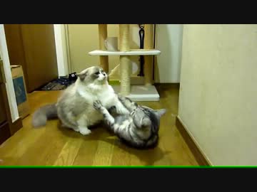 【レオ★ララ】 どっちが勝つかな？猫バトルごっこ