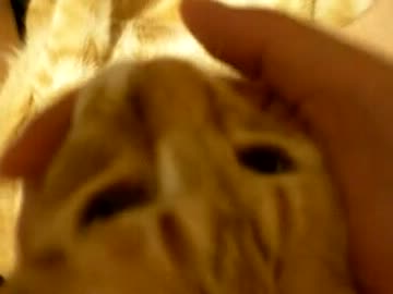 拾いねこ＠生後490/457目　1年以上経っても可愛いものは可愛い