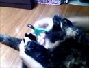 ヌコ様の爪を切っちゃうよ！