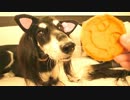 犬のおやつ　パンプキンパンケーキ