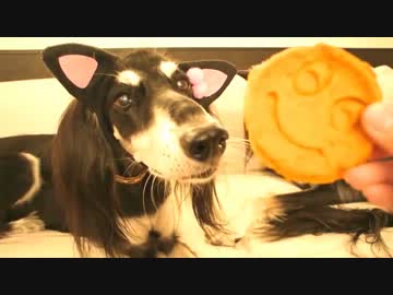 犬のおやつ　パンプキンパンケーキ