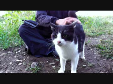 秋のモフ会 河原の猫 総進撃【魚くれくれ野良猫】