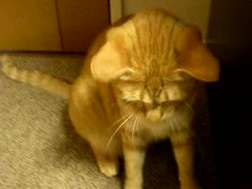 拾いねこ＠生後491/458目　反省アコにょん