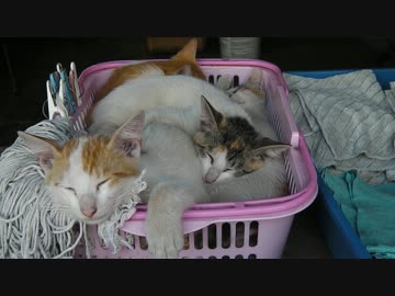 旧職場の猫達番外編　眠る子猫四匹