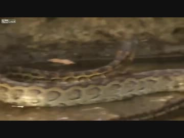 アリ対ヘビ