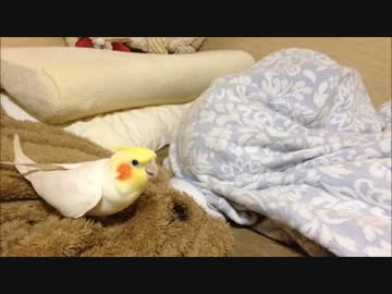オカメインコ　ミッキーマウスでアピール中