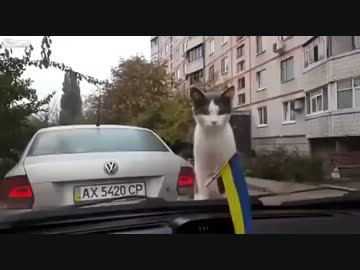 そらをとぶネコ