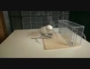 道具を使って餌をとるオウム