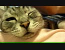 【レオ★ララ】 娘にモミモミ甘えん坊～猫　パート２