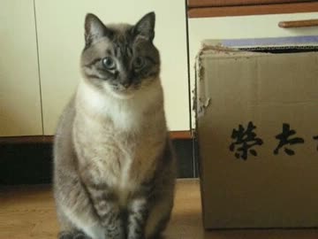 なぜかジーンと来る動画 ジャンくんの何でも無い日