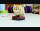 【マンチカンズ】回る!?マンチカンの子猫
