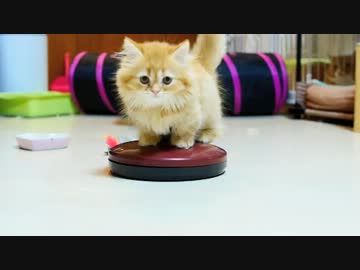 【マンチカンズ】回る!?マンチカンの子猫