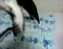 生後23週間-4　毛玉狩り