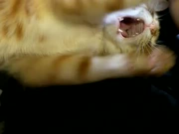 拾いねこ＠生後493/460目part1　大口あこにょん