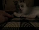 【JAM猫】我が家のコタツ事情