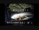 ◆ウーパールーパ飼ってみた◆成長したよ！