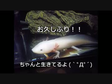 ◆ウーパールーパ飼ってみた◆成長したよ！