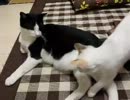 【JAM猫】猫様部屋（一応リビング…）