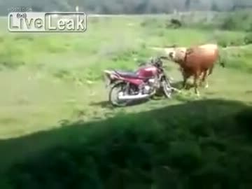 オートバイと交尾しようとした牛の切ない話   