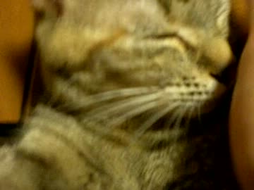 拾いねこ＠生後493/460目part2　月音我が家へお迎え1周年！