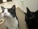 【JAM猫】猫様トイレ掃除用バケツが気になる模様