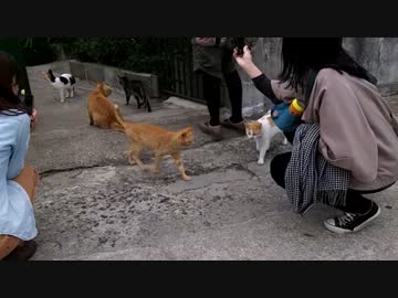 【2st】 単気筒系 放課後冒険倶楽部 Scene02 【島で女の子に囲まれました】