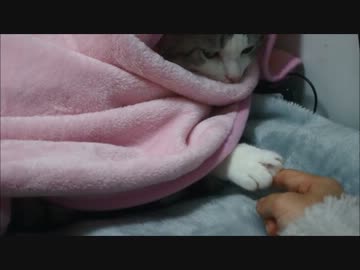 ツンギレのうちの猫ＶＳ吾輩