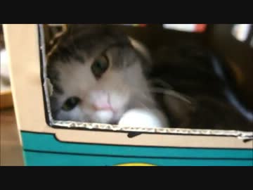 ツンギレのうちの猫が運送業に就職