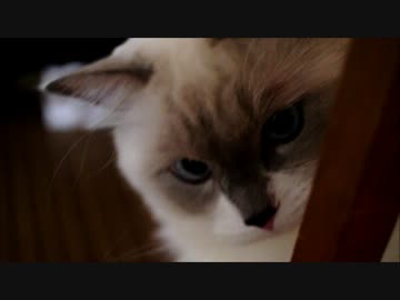 あそんでほしすぎてイライラしはじめるねこ