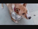 愛犬ナナと暮らしましょう（1年と214日目）～バタバタ～