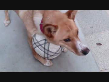 愛犬ナナと暮らしましょう（1年と214日目）～バタバタ～