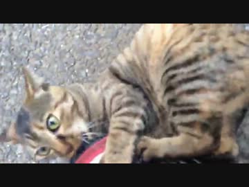 野良母猫の激しいマーキング