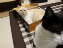【JAM猫】全員集結！！ダンボールだらけ…
