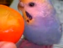 セキセイインコ♀４歳
