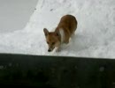 愛犬と雪下ろし