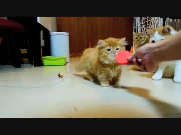 【マンチカンズ】マンチカンのフリスビー大会