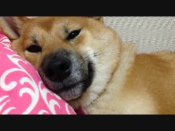 柴犬ナナの成長日記3