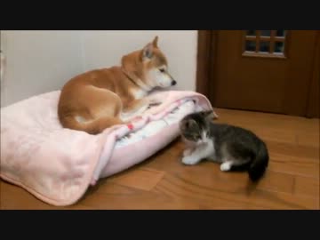 子猫に見つめられて戸惑う柴犬