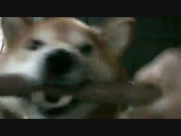 柴犬ジロー　柴犬と田舎暮らし6