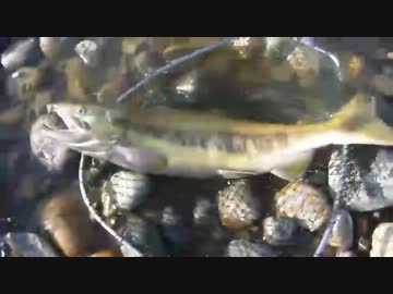 2013.11.9 石川県手取川　鮭有効利用調査