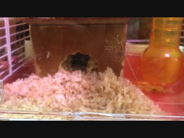 【ハムスター】がさごそ【ぱみゅちゃん】