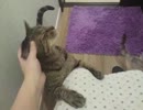 【JAM猫】トイレはフルオープンで猫様まみれ