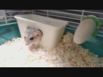 ハムスター・・・じゃなくてファットテールジャービル